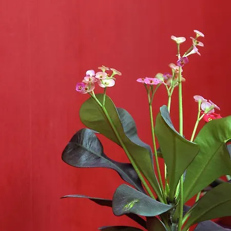 Dimosthenis فندق 3*