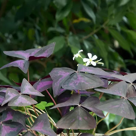 فندق Dimosthenis Goumenissa