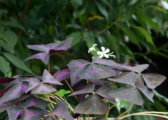 Hotel Dimosthenis Goumenissa